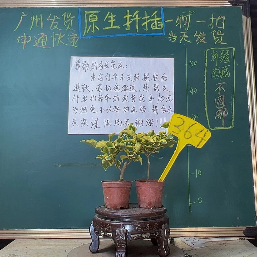 当前无花栽培后可以开花金边黄掌中宝 橙冰掌中宝 364