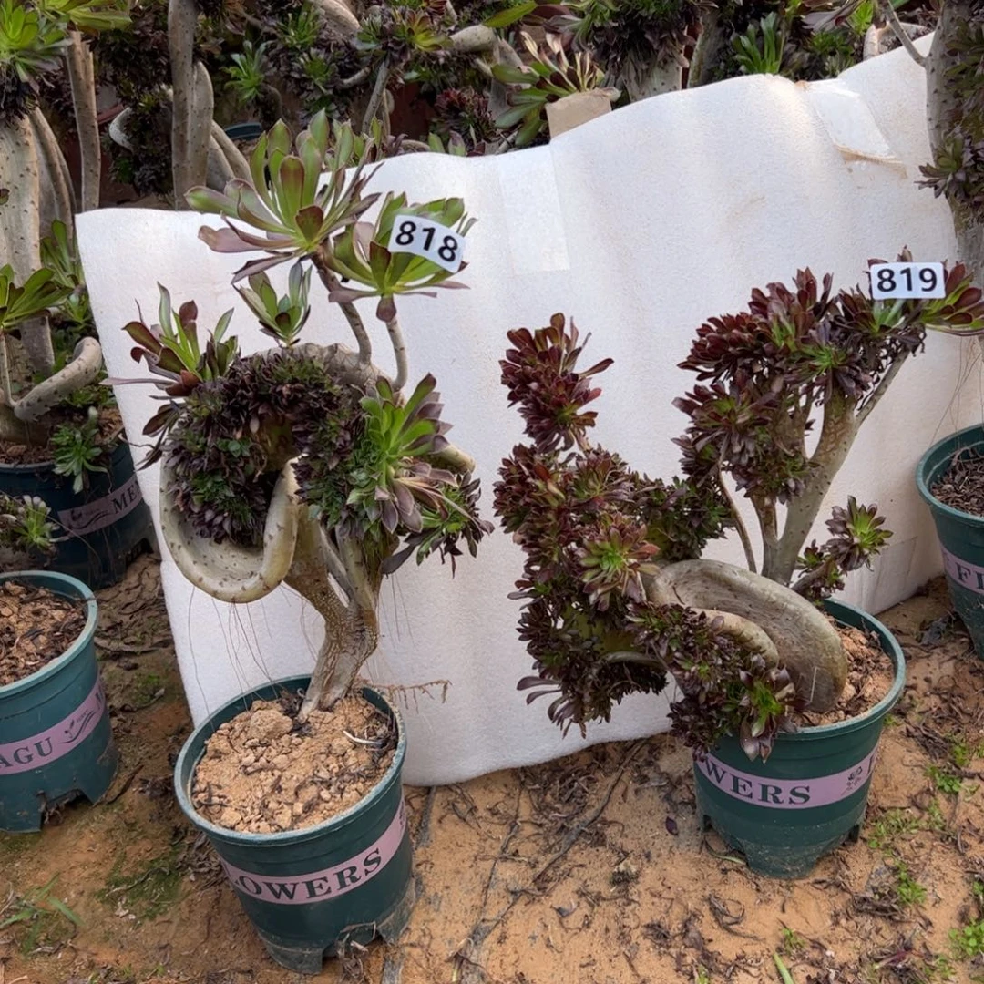 有伤两颗黑缀818.819