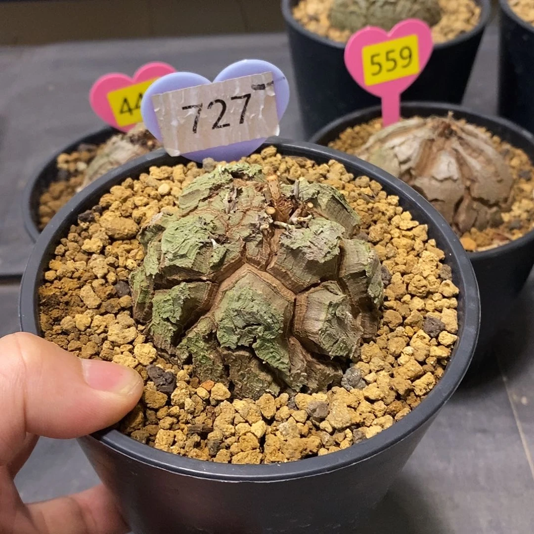 南非龟甲龙龟甲龙