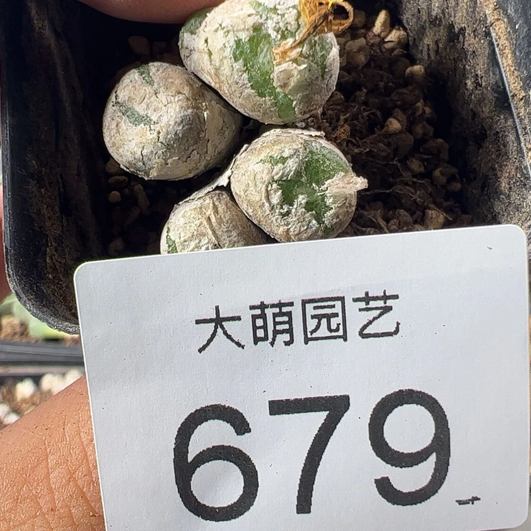 一物一拍脱土发。 679