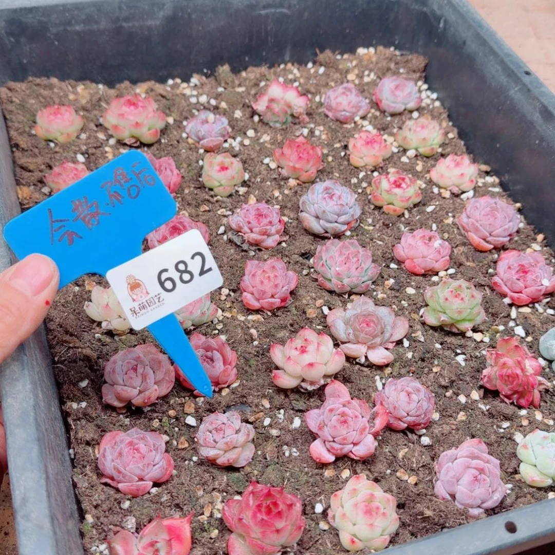 多肉植物多肉植物