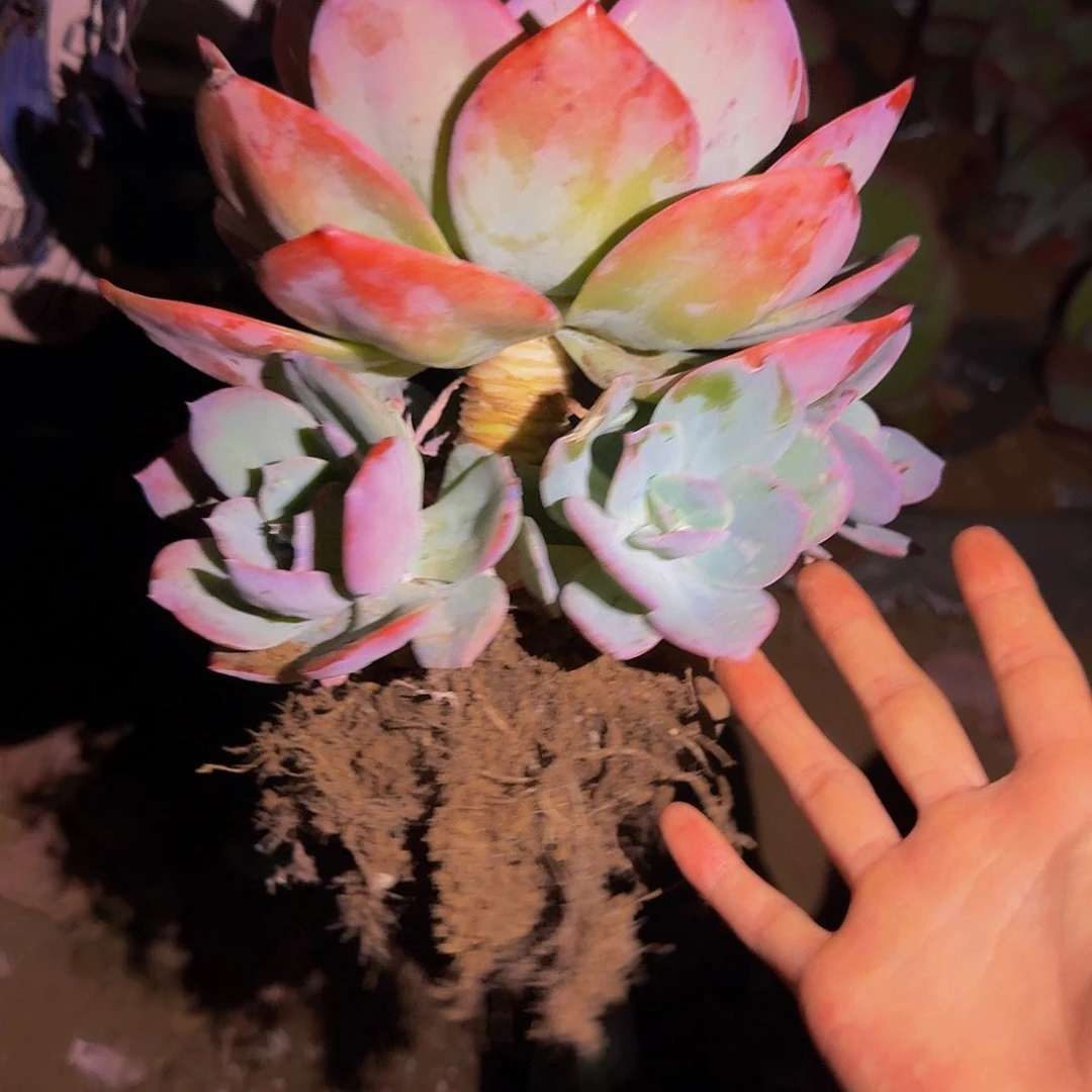 ?****g血凤 一颗 不包损64号