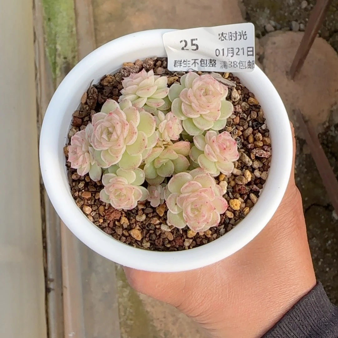 d****d【闪购商品】0121-25（fm-28）