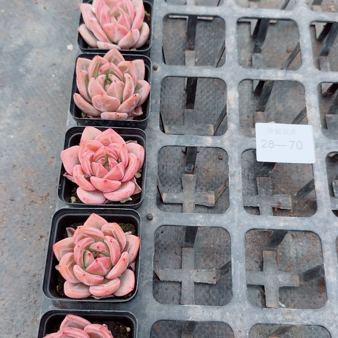 q橙红香槟各五颗量拍28-70