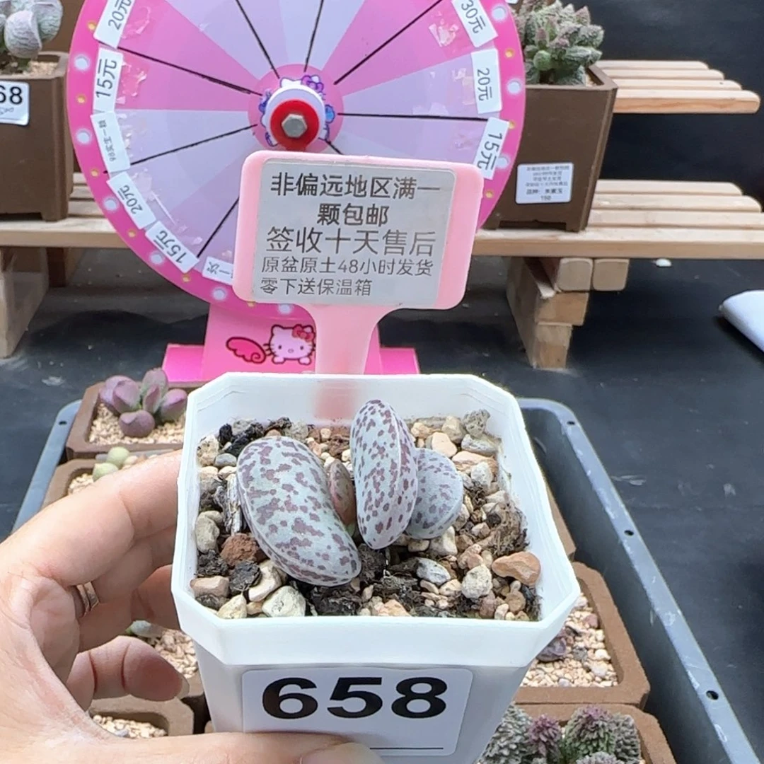 658花旦多肉植物