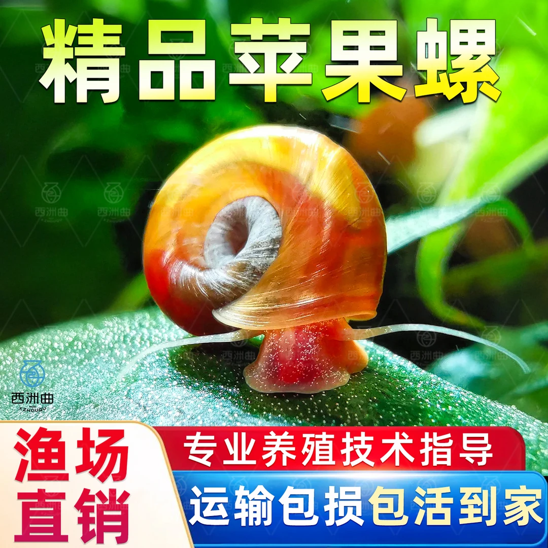 观赏螺淡水苹果螺冷水鱼缸除藻工具吃藻清缸清理小宠物黄金螺蜗牛