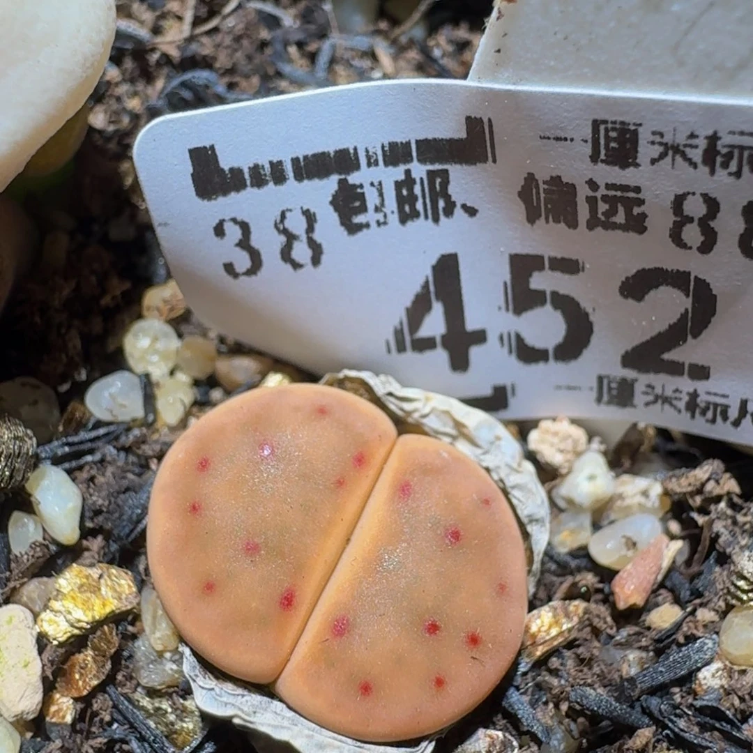 zzzz生石花肉锥452