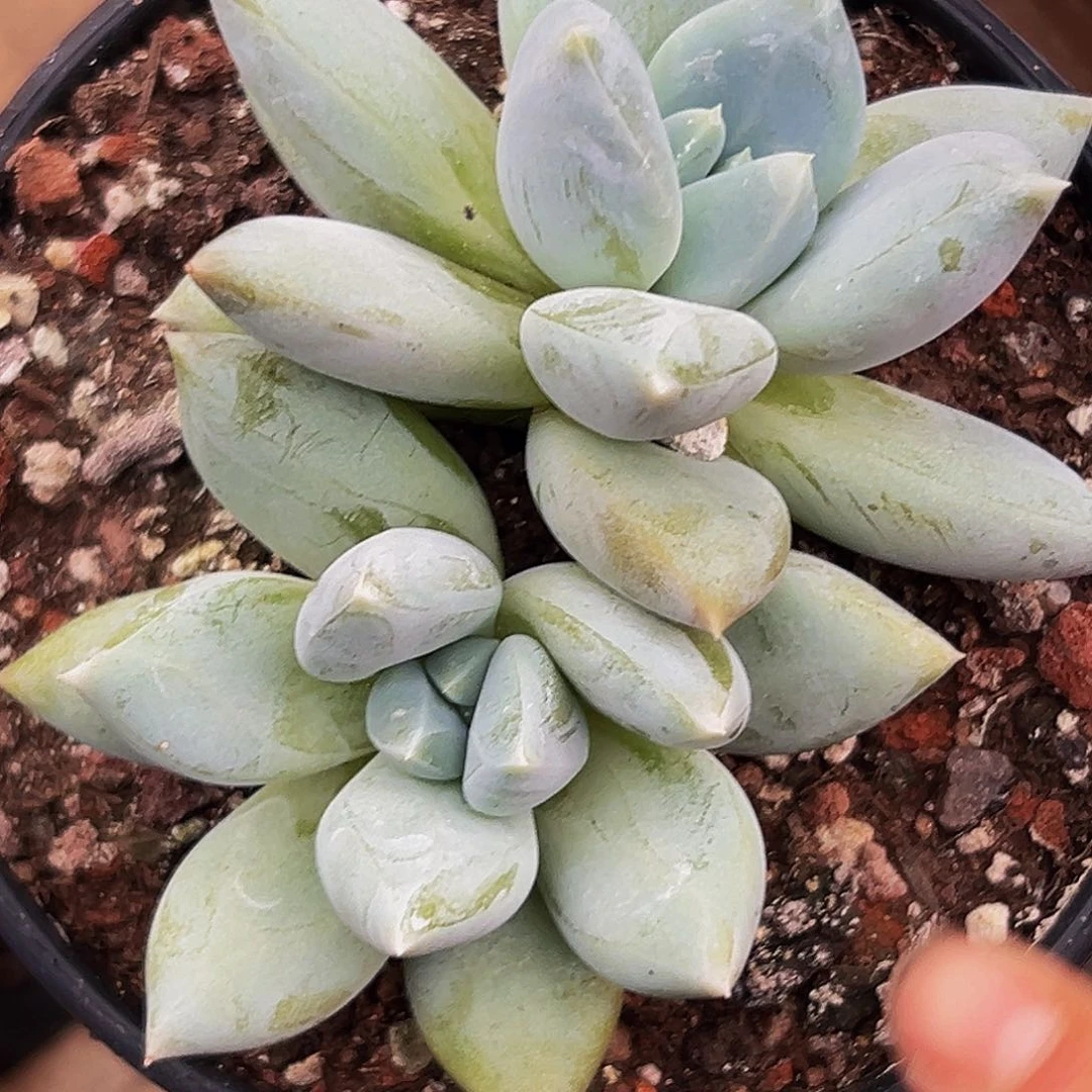 1颗美人系列多肉植物