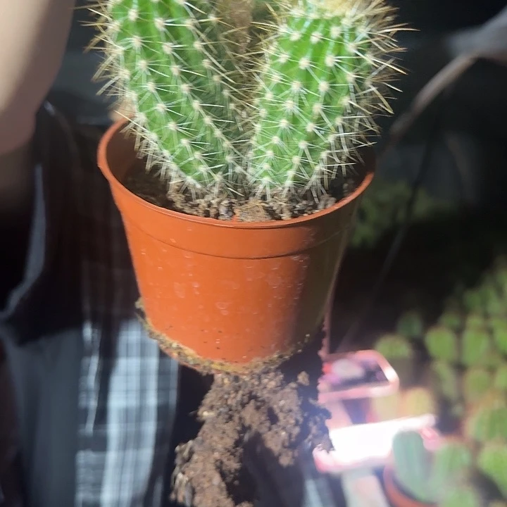 我***肉无花朵蒙娜丽莎哈哈哈哈哈哈