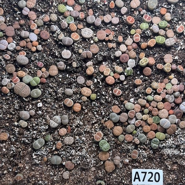 A720 生石花整箱脱土发货