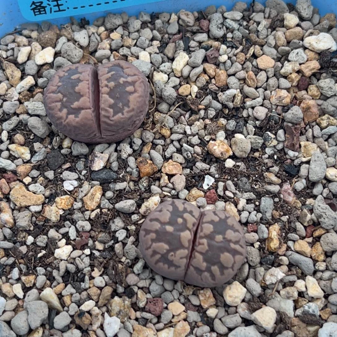 8611紫大牙两颗。