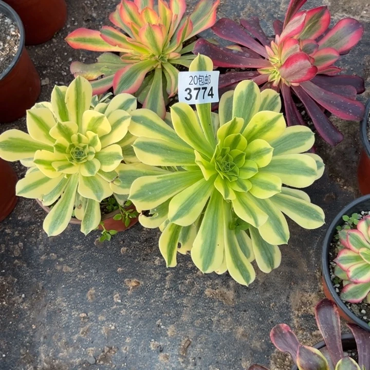 多肉植物3774种植物