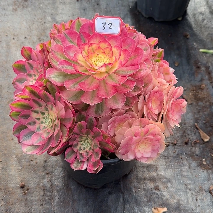 精品多肉植物0032