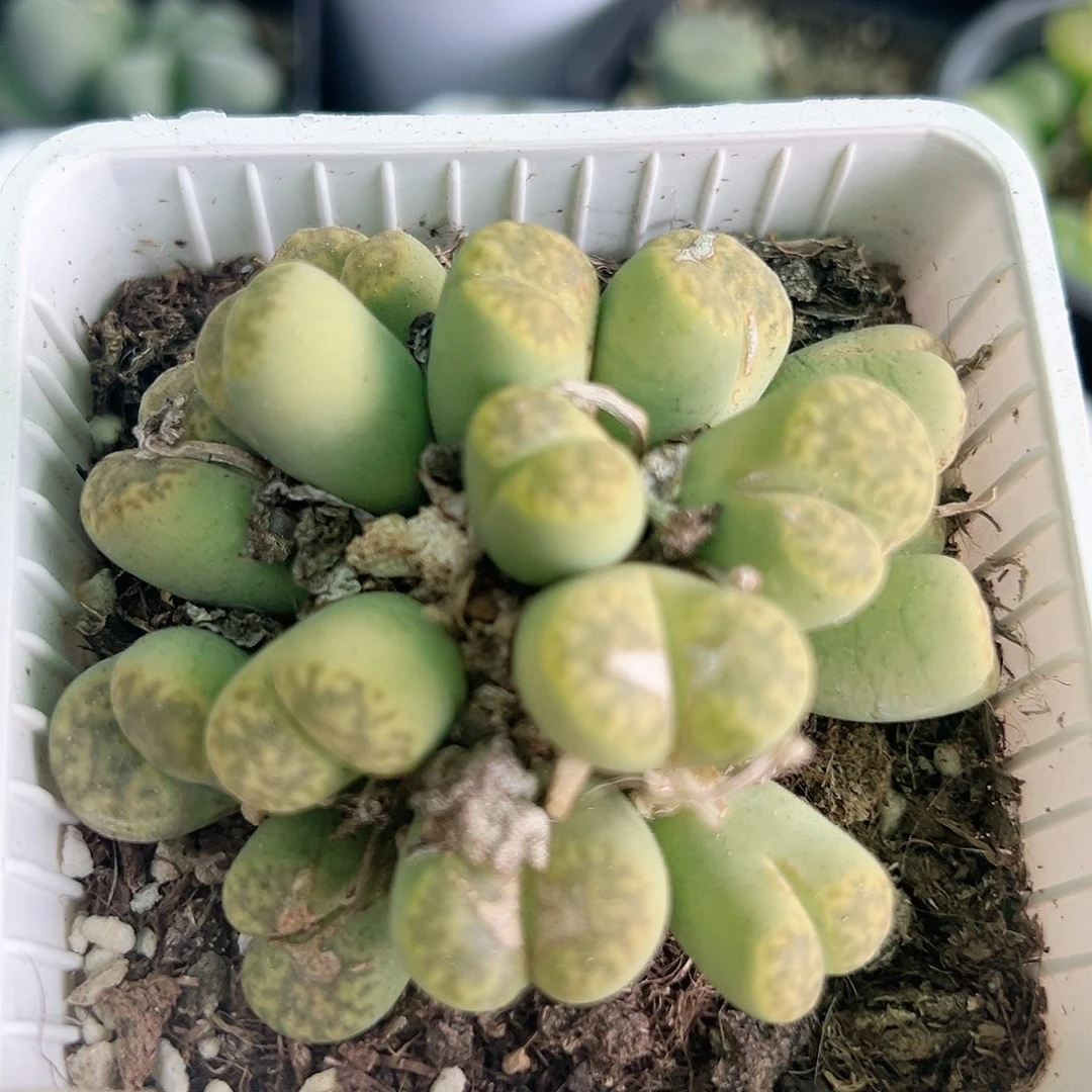 2000 好养易活生石花大母本