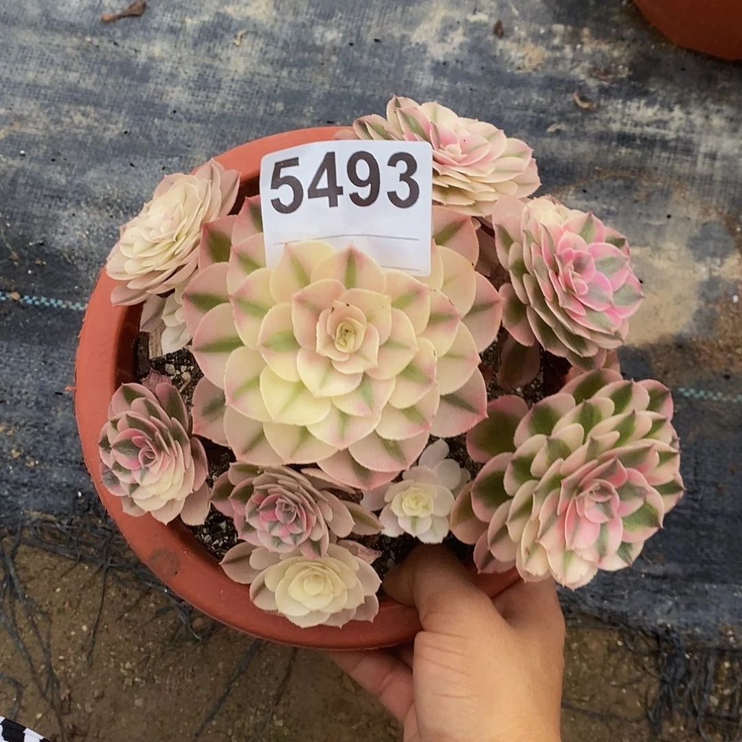 5493倾城冠16左右小颗55555