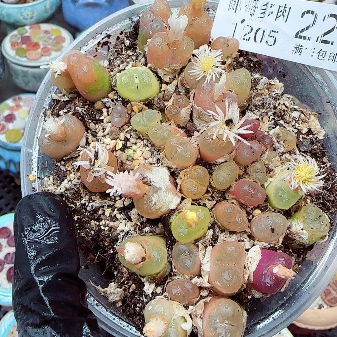 生石花满18包邮1205-22