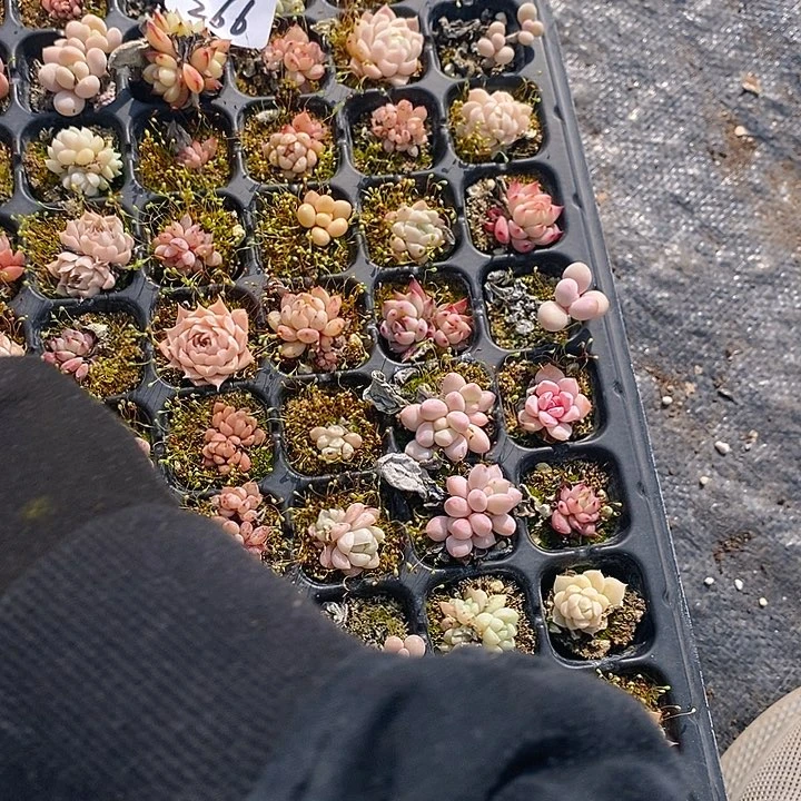 266 多肉植物盆栽花卉植物