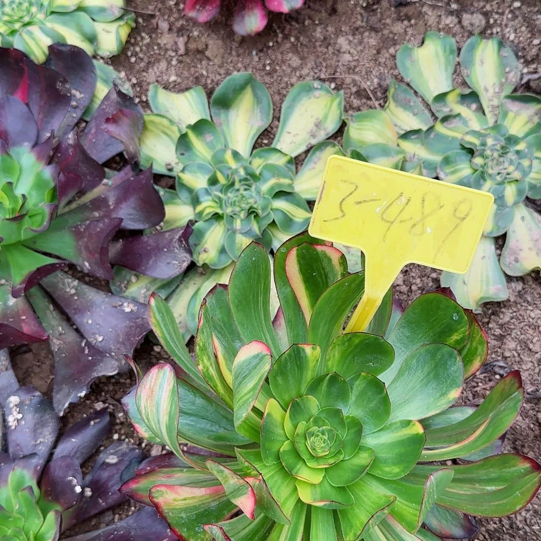 3-489---无毒七彩多头