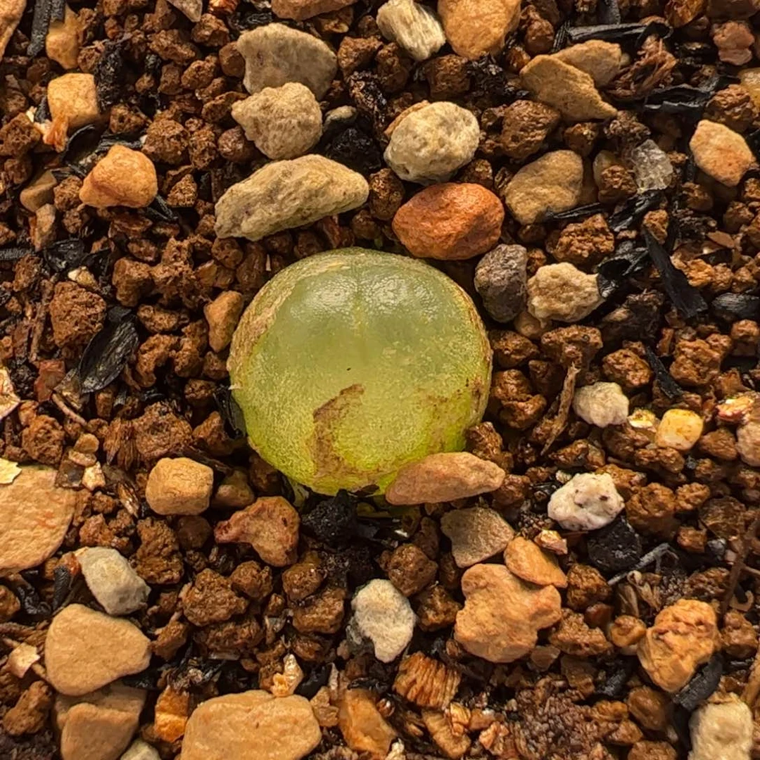 063多肉植物组合