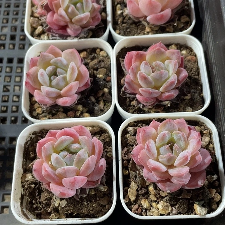 蓉珍4.8带盆土发货