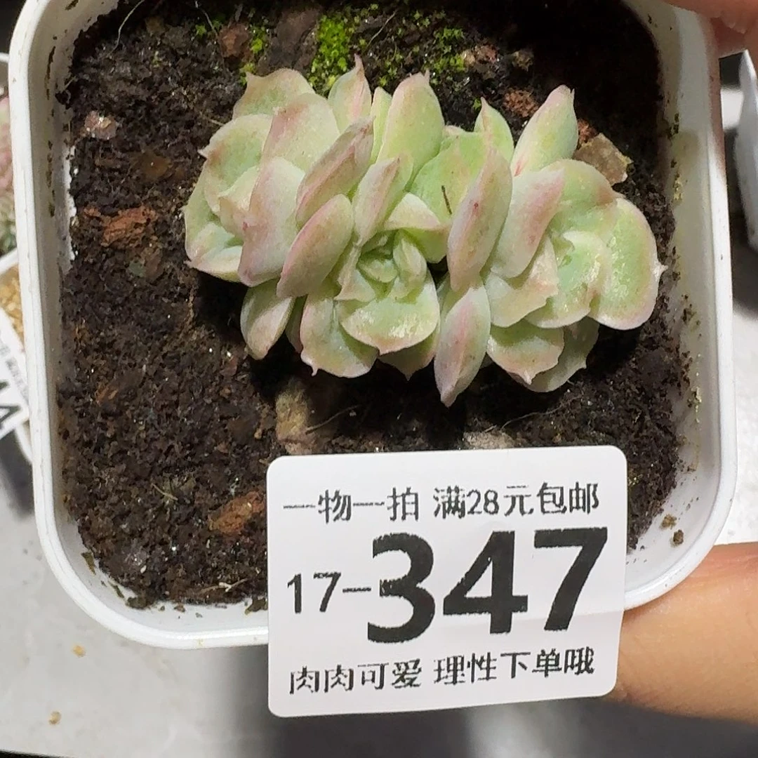 水晶虾饺无盆土发货无