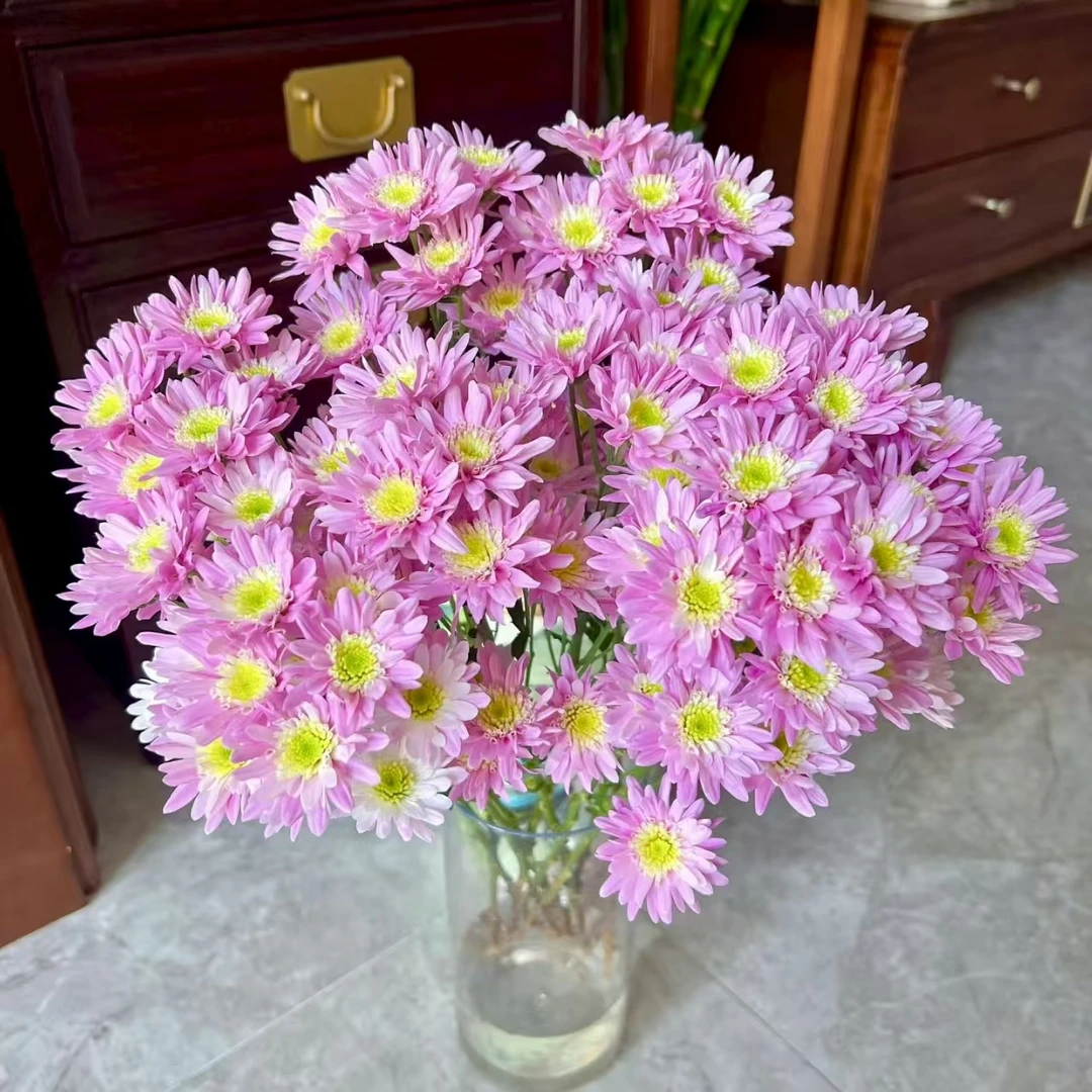 10枝夕岚小雏菊【两单顺丰冷链或京东快递】云南鲜花