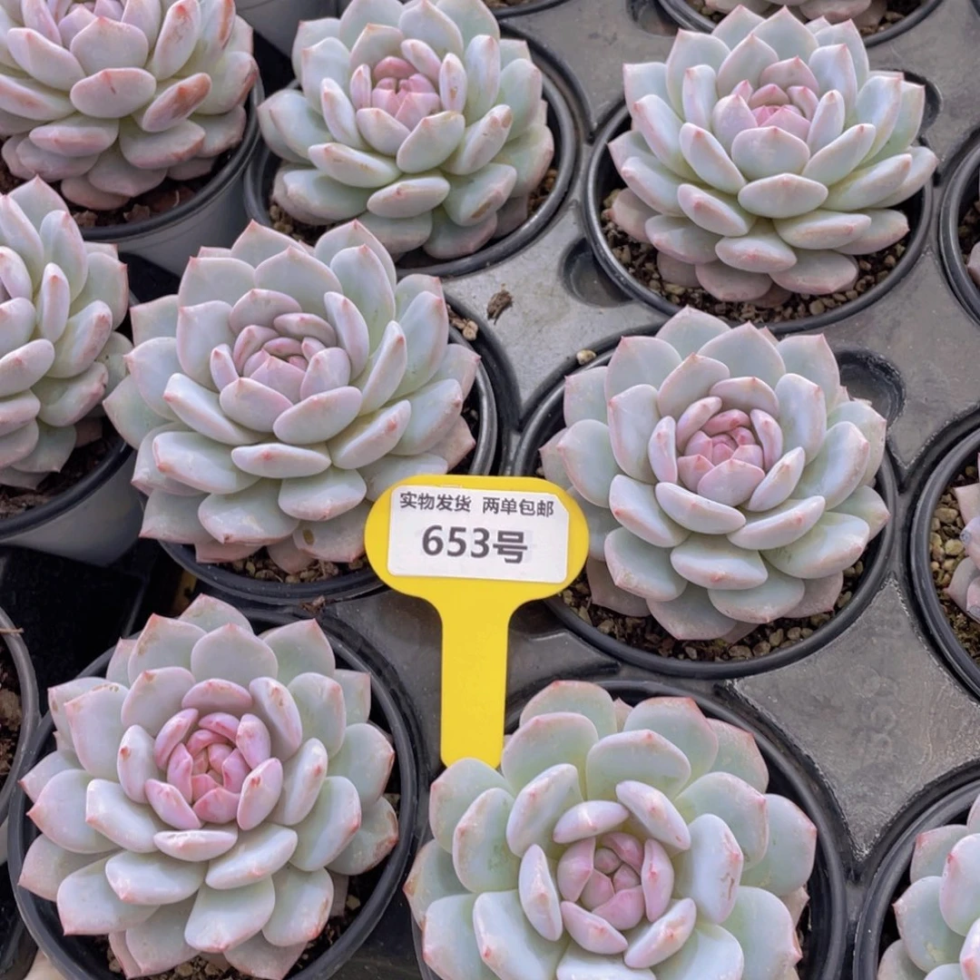 653号 紫色糖心精品星星橙一个