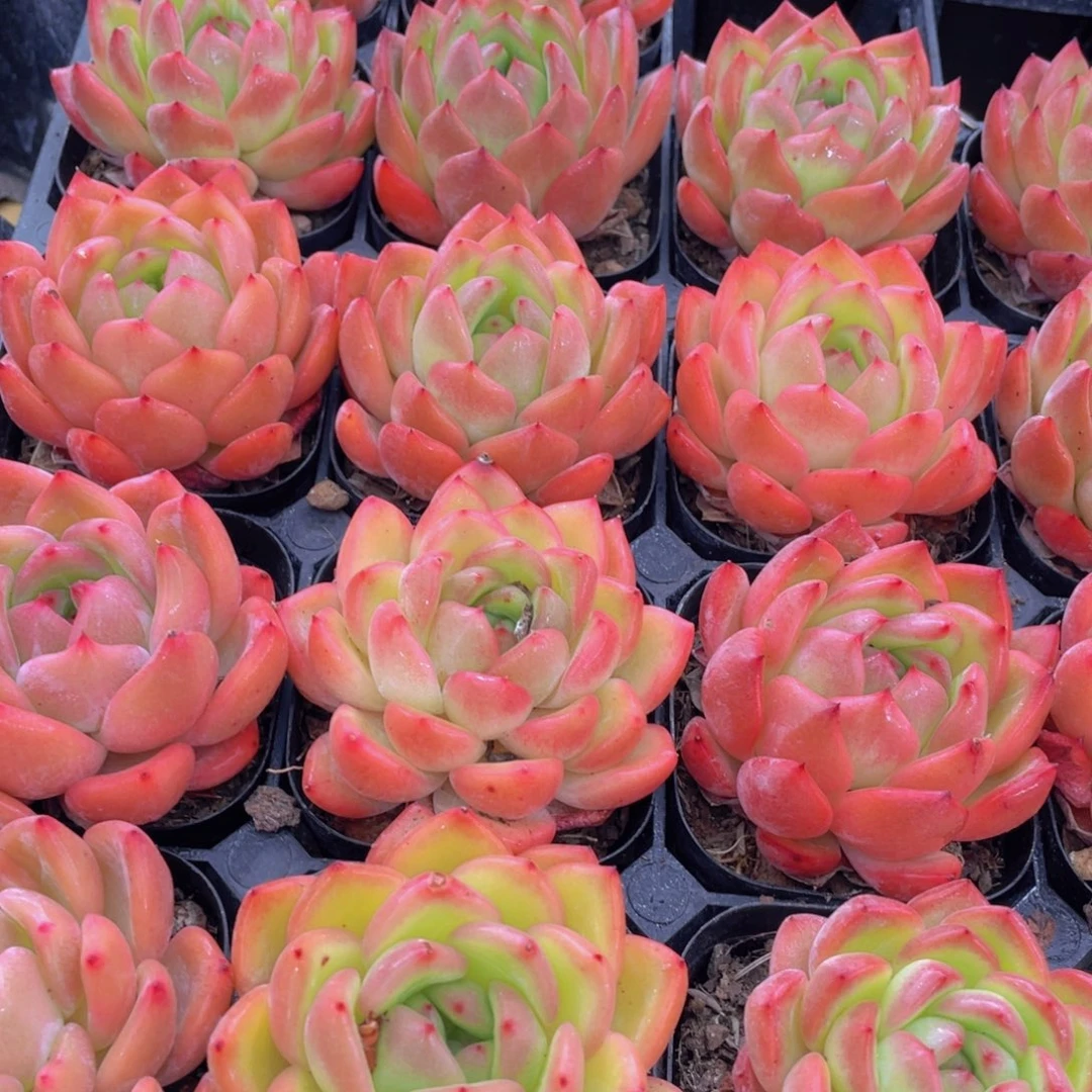 814号 新品红颜单头一个