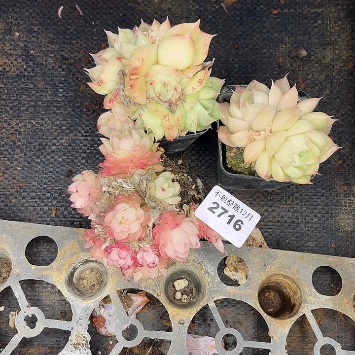 阿雅园艺。       2716三颗