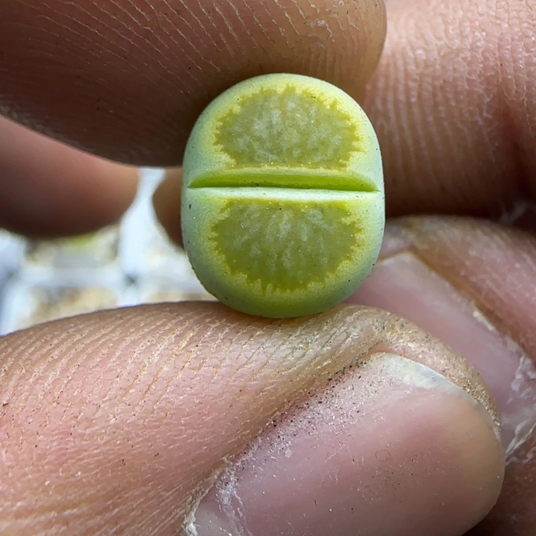 338 生石花大棚直播