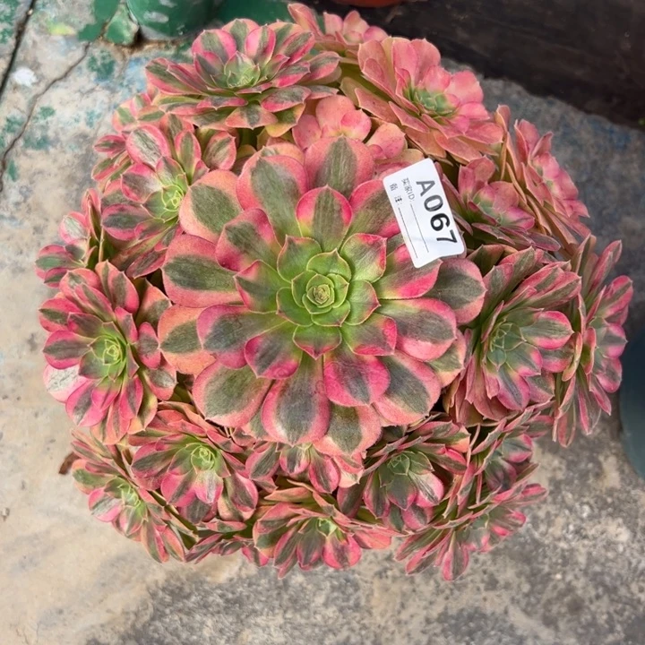 067雨荷23厘米左右