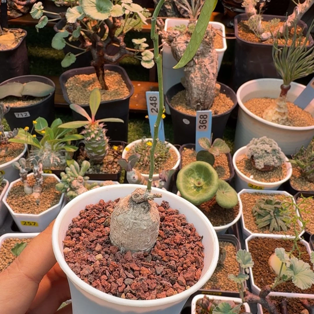 白皮西番莲410 仙人掌