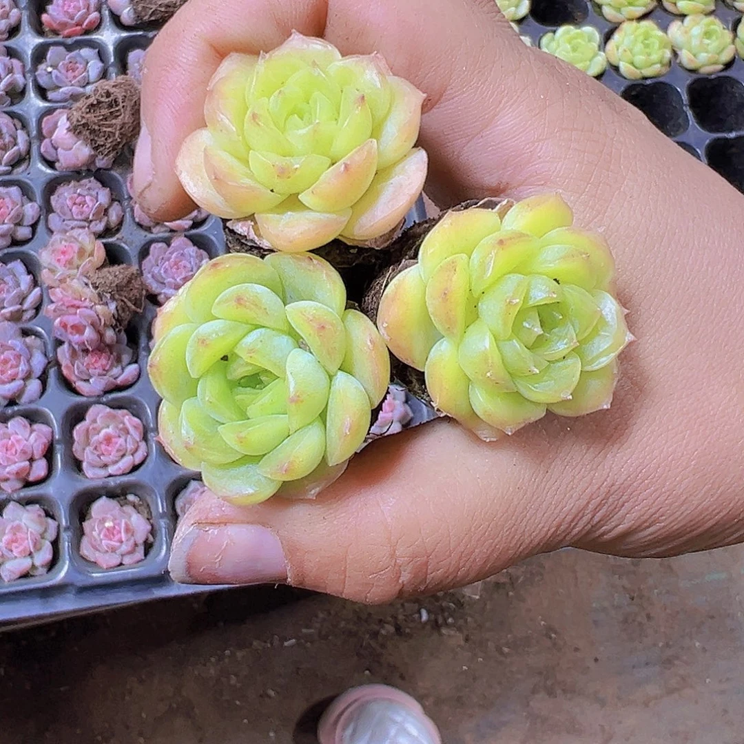 宝宝绿3个19包邮多肉植物