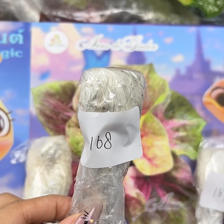 一***酷168-0526彩叶芋盲盒现货