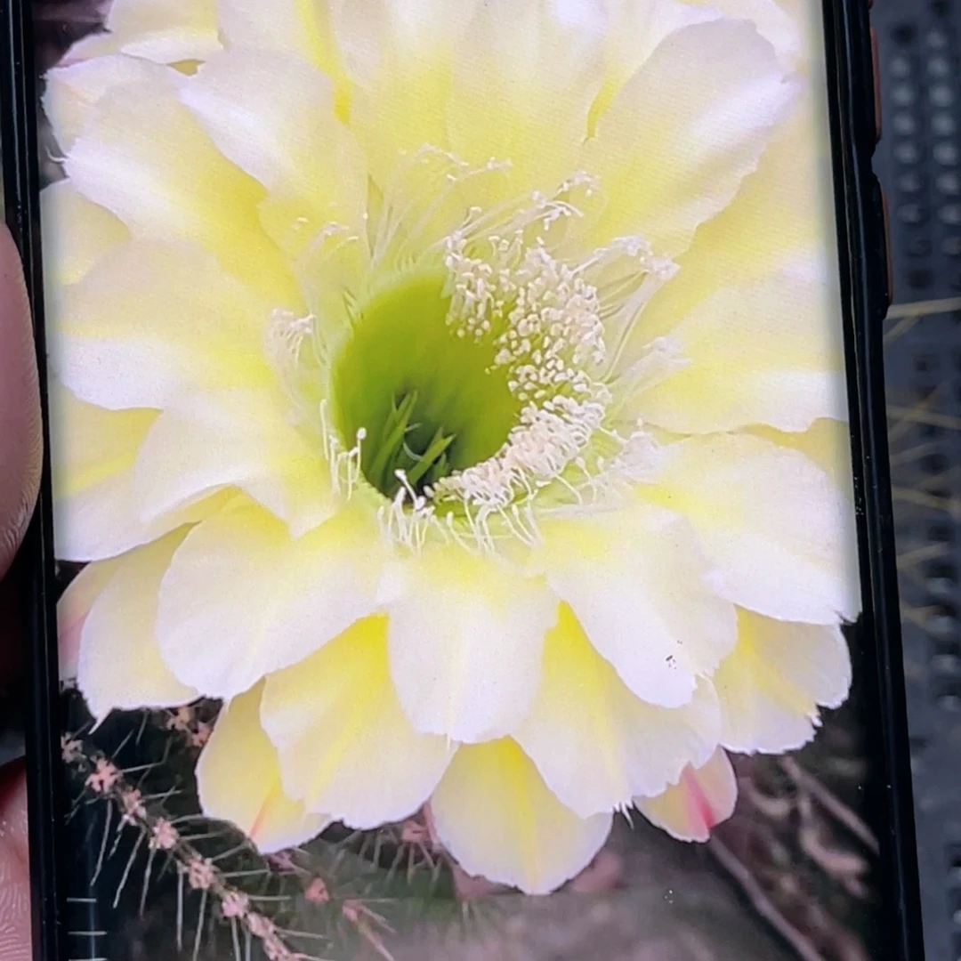 彩草 绿心可可侧芽 歪 满20包邮4–5公分