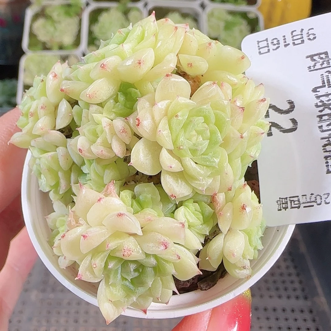 0916-22麦秆优选不包整