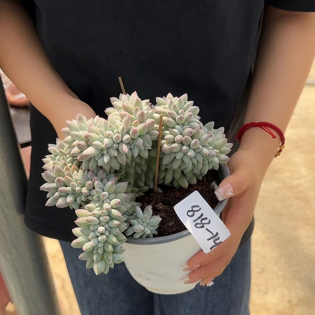 一***笑818-14所罗门缀多肉植物