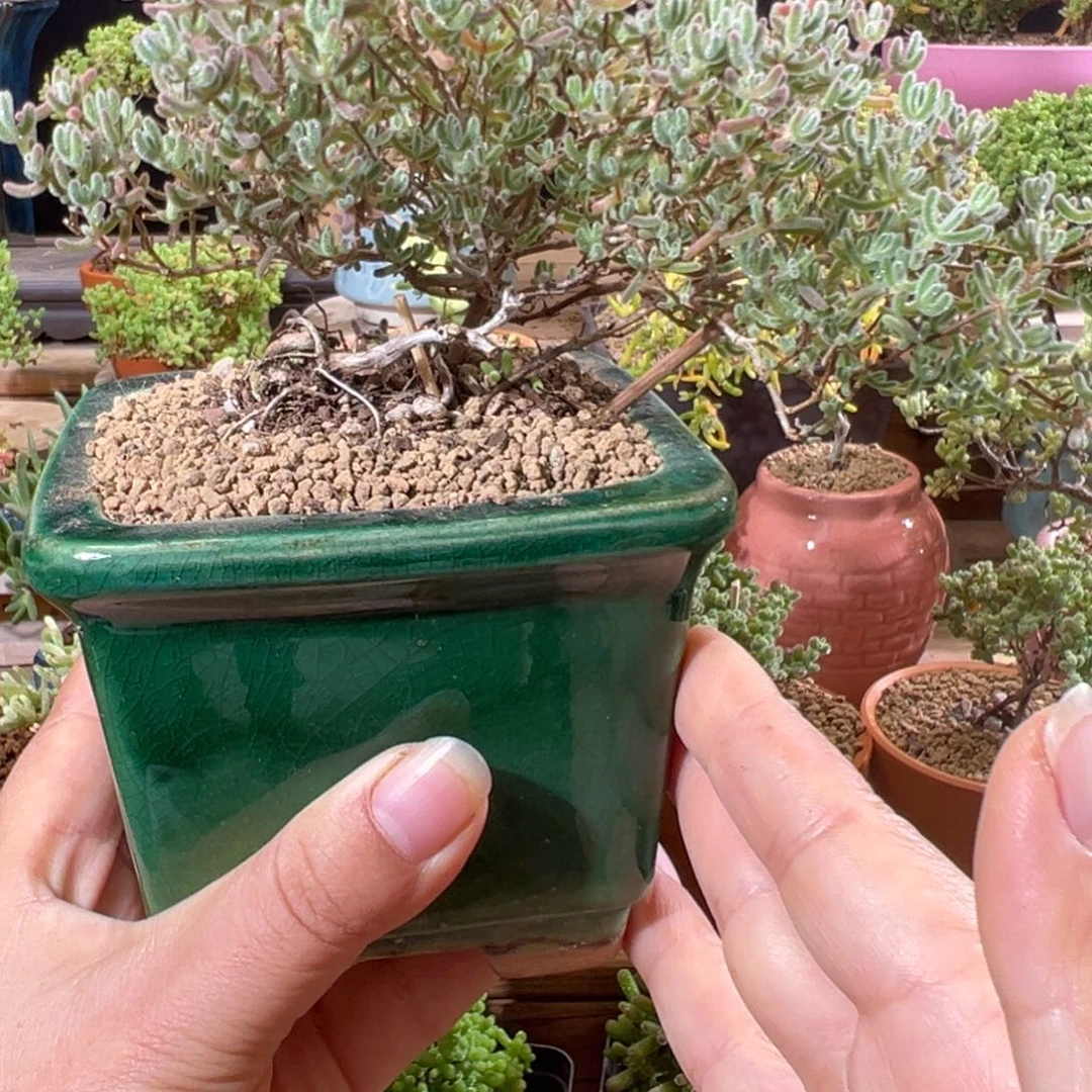 1号冰紫老桩飘枝精品