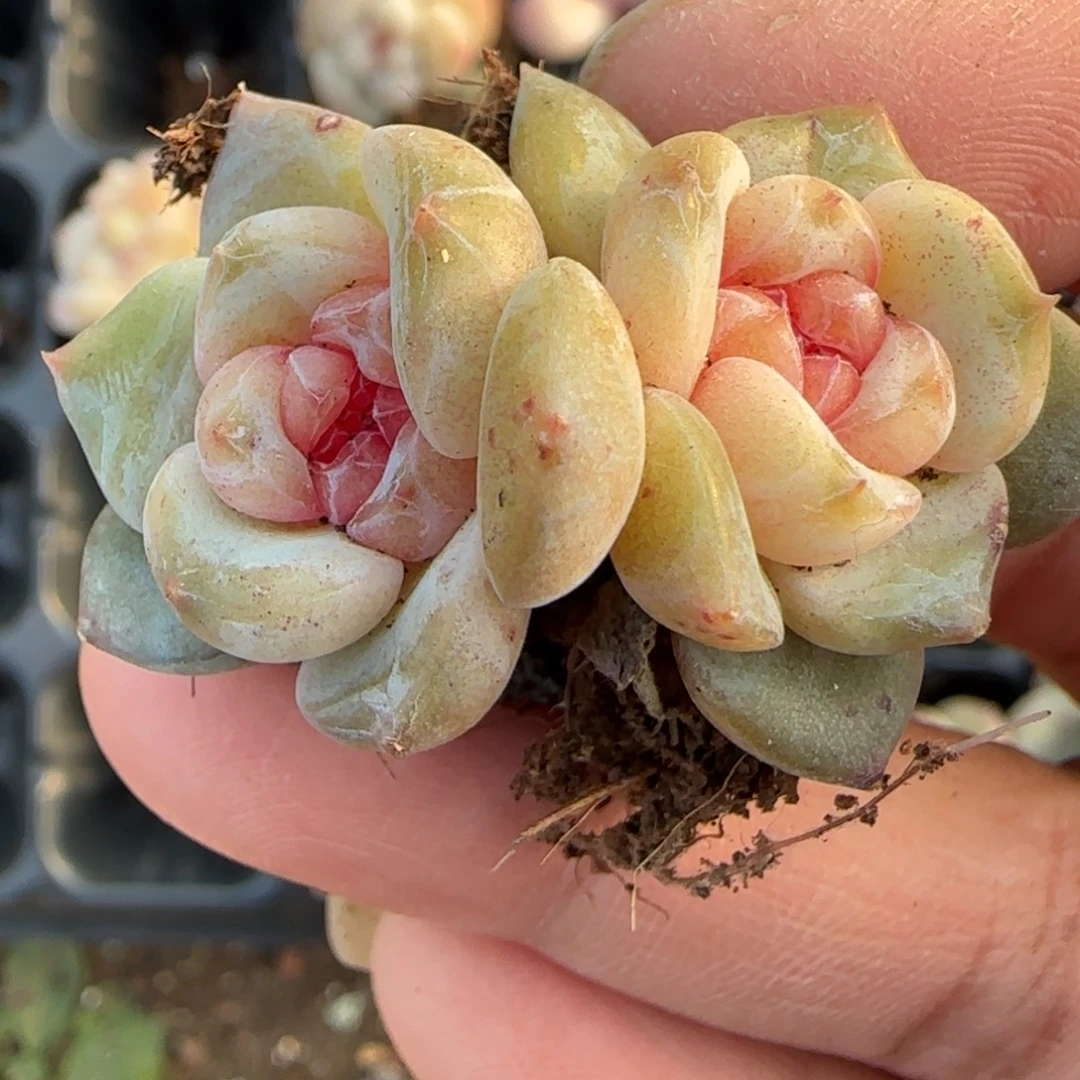 小卡拉米糖心一物一拍