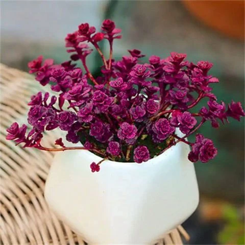 多肉植物小球玫瑰多肉盆群生多萌肉肉创意盆栽花卉新手