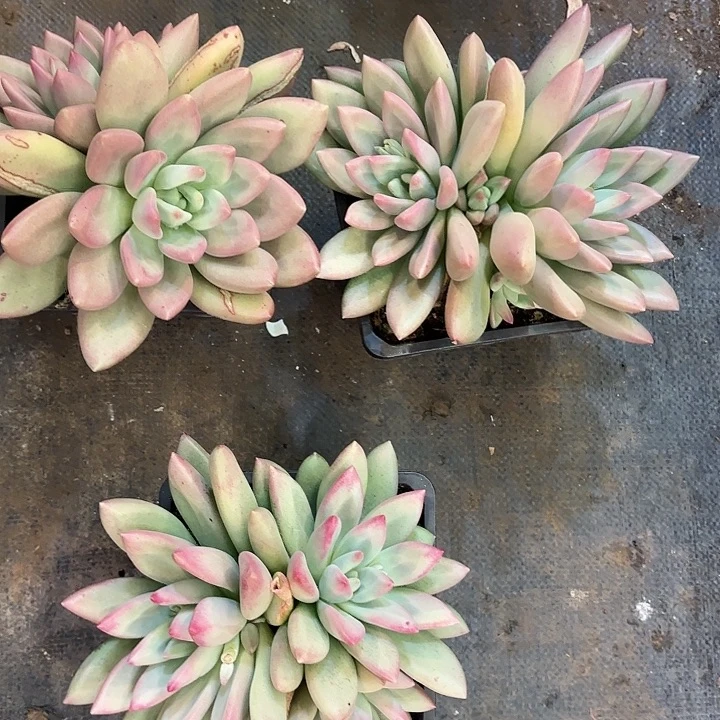 赫本鲁斯三头精品多肉