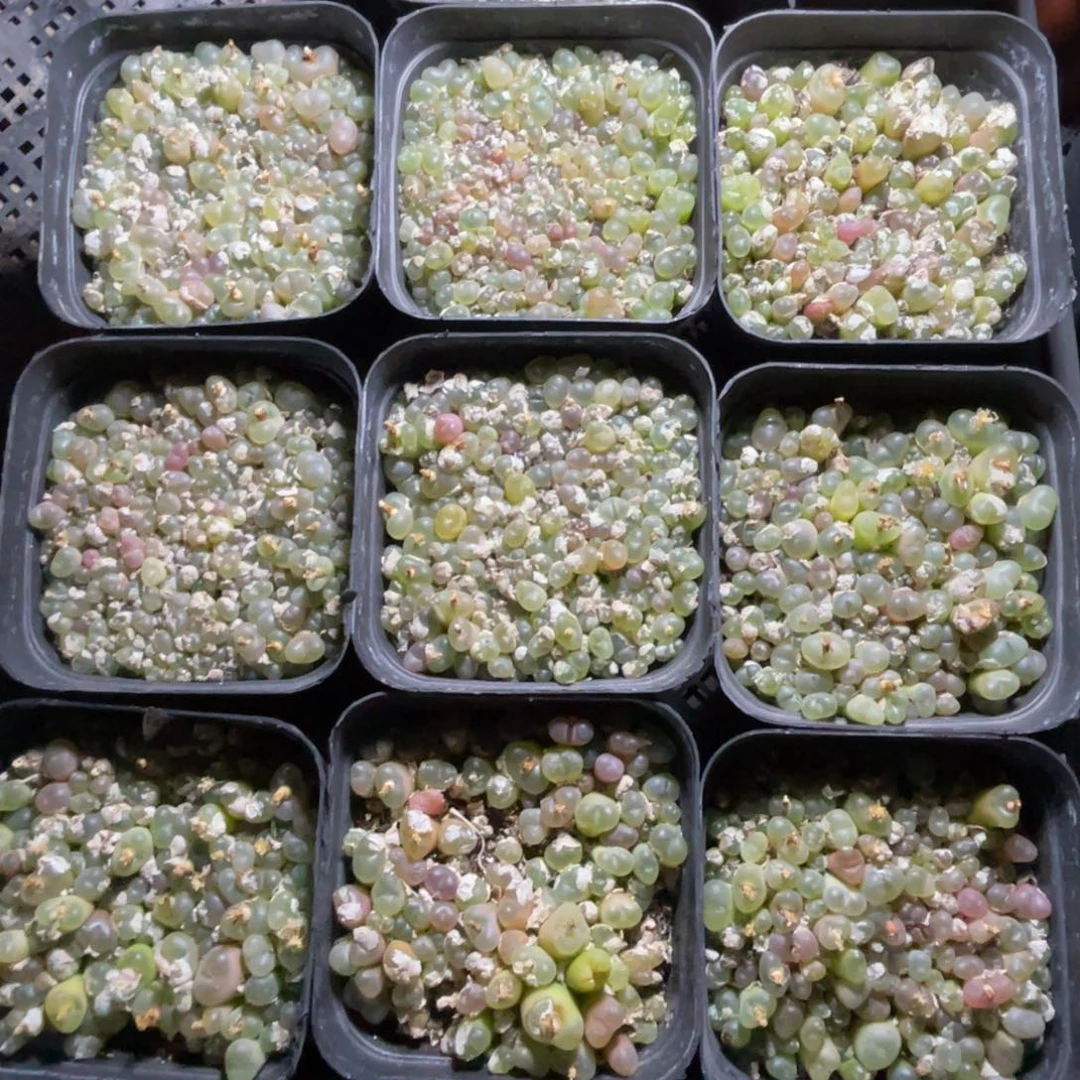 单盆价可甜可随机发