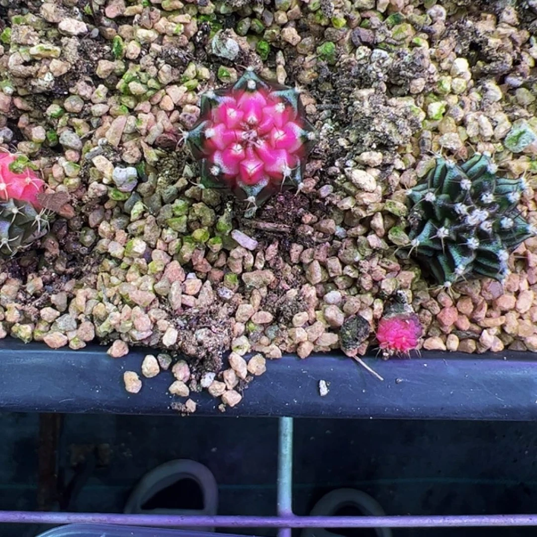 哈***店当前无花朵，栽培后可花朵