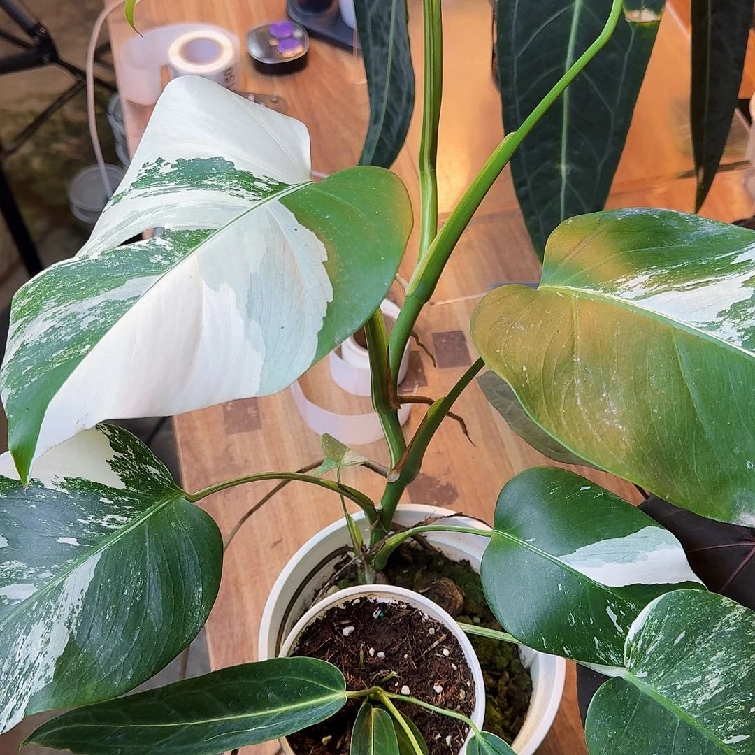 锦***练完全开放一物一拍J143I144