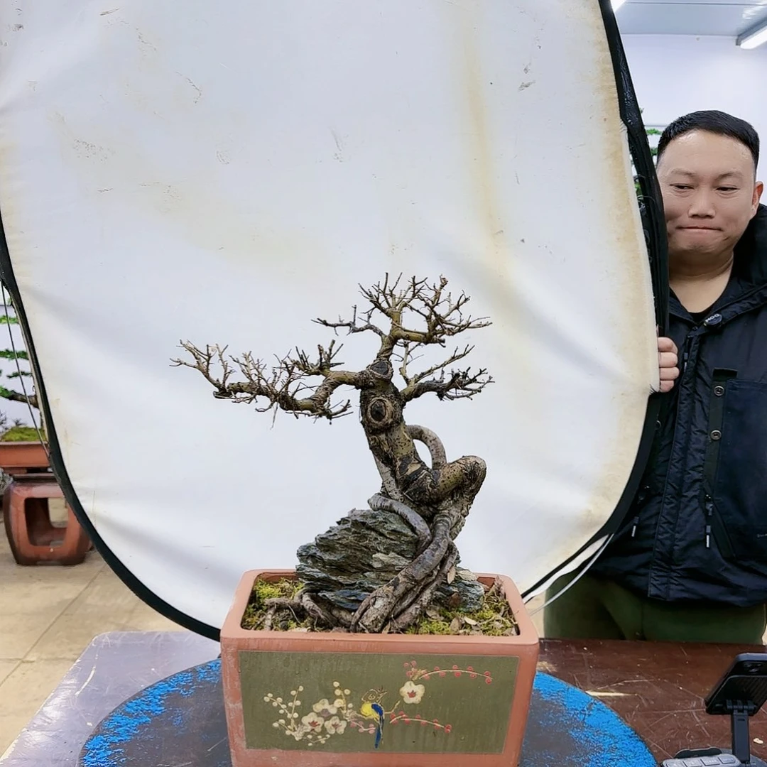 盆景欢迎大家一起来捡漏