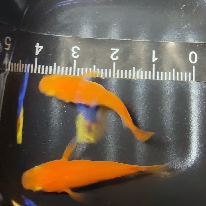 青鳉鱼52号拍品初恋种鱼