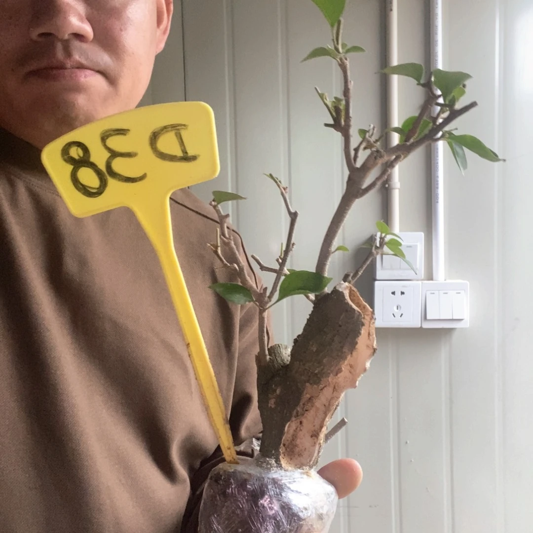 小*三角梅粉红D38