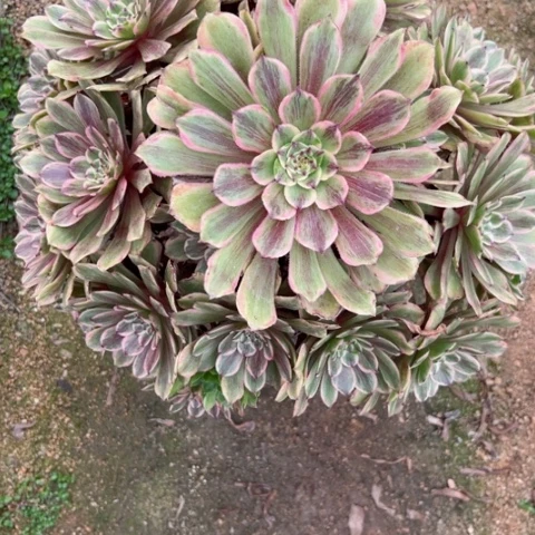 多肉植物花脸粉黛