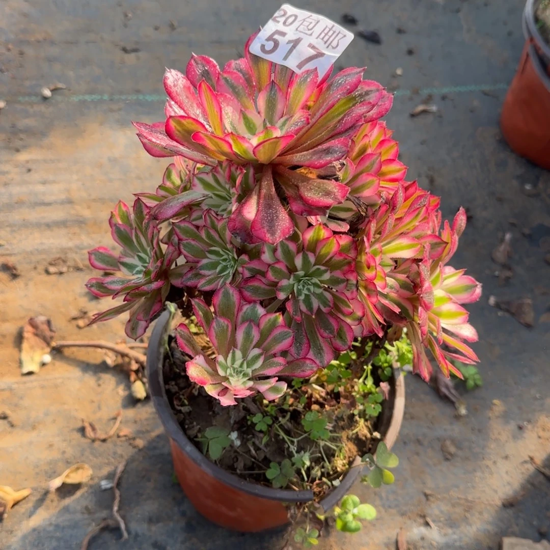 铜壶超白517满20包邮断枝不包