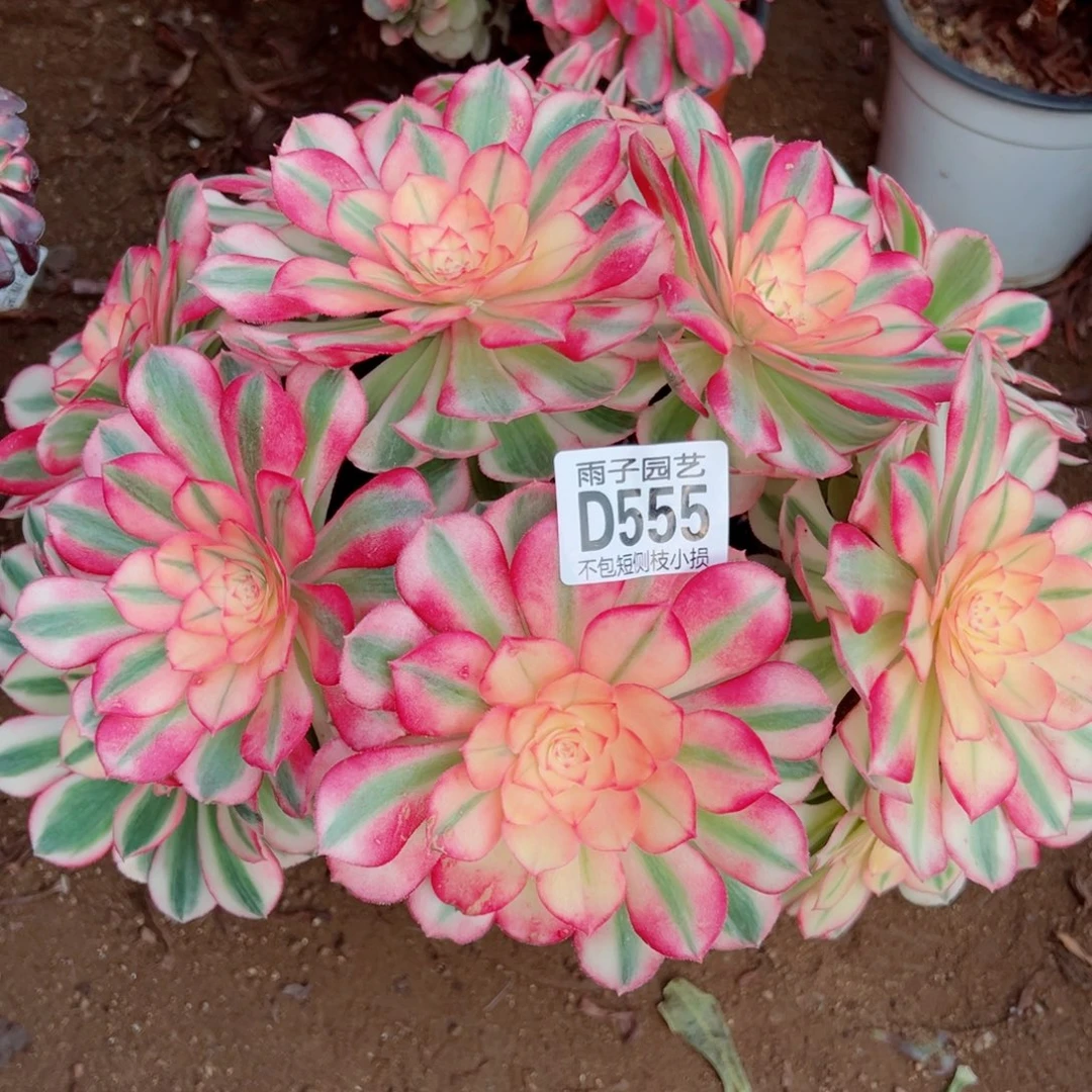 555倾城雨子多肉植物